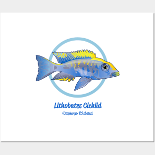 Lithobates Cichlid Posters and Art